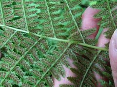 Athyrium