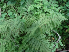Athyrium