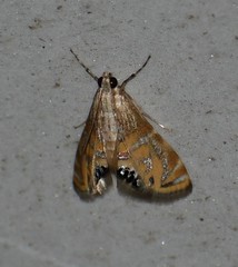 Petrophila daemonalis