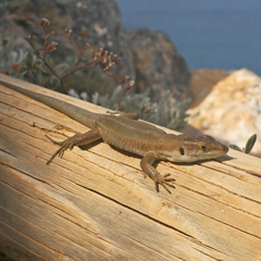 Podarcis siculus tyrrhenicus