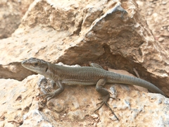 Podarcis siculus tyrrhenicus