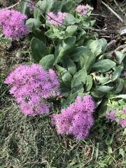 Hylotelephium spectabile