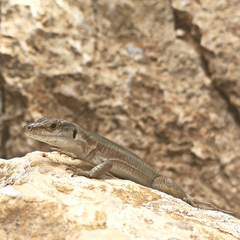 Podarcis siculus tyrrhenicus