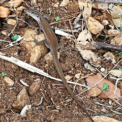 Podarcis siculus tyrrhenicus