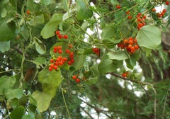 Smilax aristolochiifolia