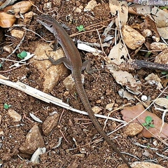 Podarcis siculus tyrrhenicus