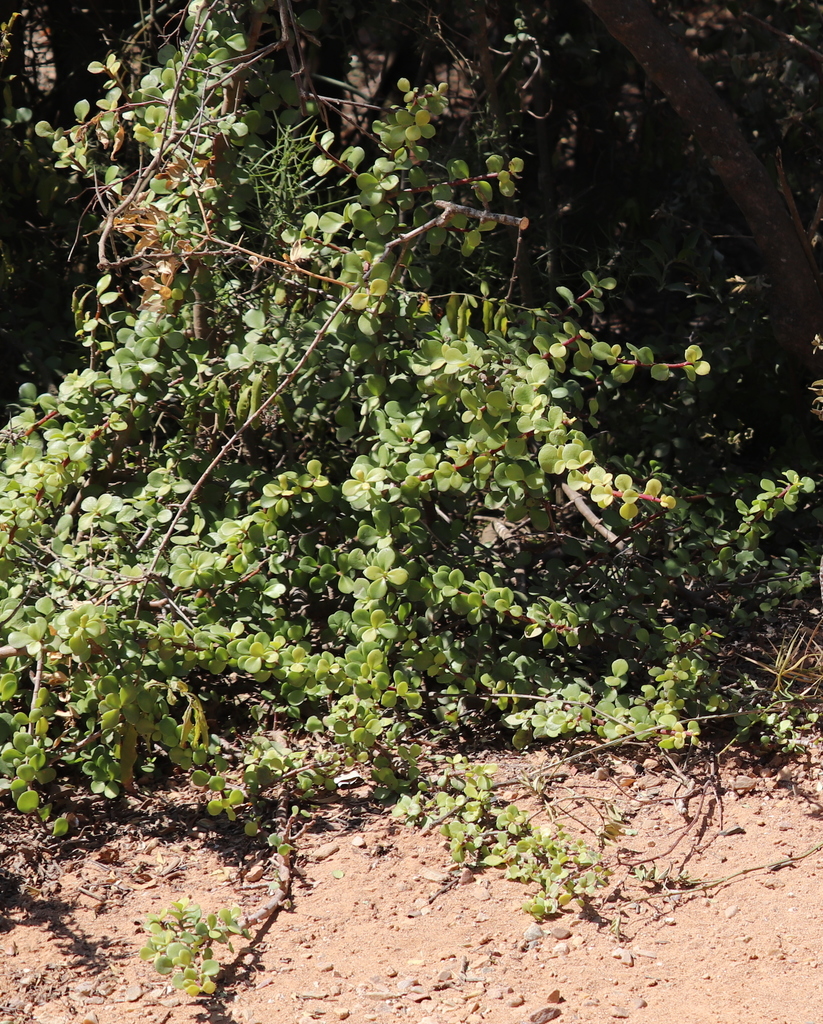 Claytonia portulacaria (L.) L. 3