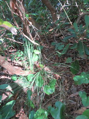 Xerophyllum asphodeloides