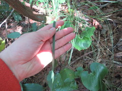 Xerophyllum asphodeloides