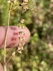 Scutellaria lateriflora grohii
