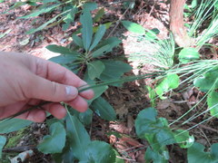 Xerophyllum asphodeloides