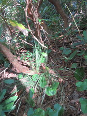 Xerophyllum asphodeloides