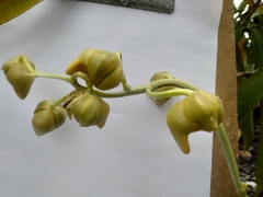 Catasetum ochraceum
