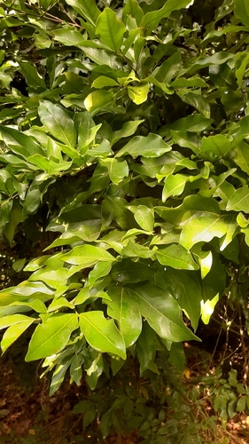 Inga laurina