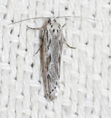 Ethmia discostrigella