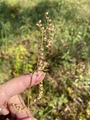 Scutellaria lateriflora grohii