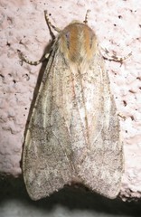 Pseudohemihyalea labecula