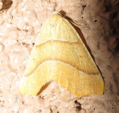 Destutia excelsa