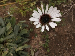 Dimorphotheca pluvialis