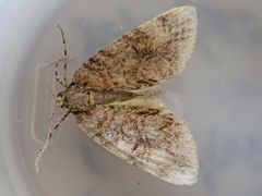 Pseudocoremia suavis