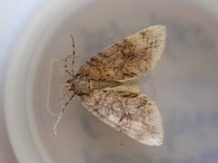 Pseudocoremia suavis