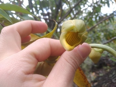 Catasetum ochraceum