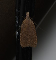 Dichomeris ventrellus