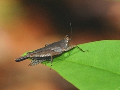 Systolederus cinereus