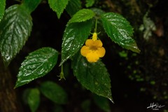 Achimenes flava