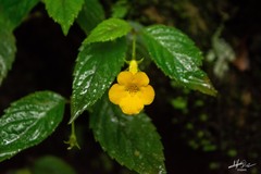 Achimenes flava