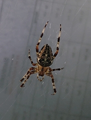Araneus diadematus