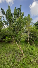 Pimenta racemosa