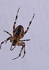 Araneus diadematus