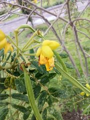 Senna multiglandulosa