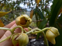 Catasetum ochraceum
