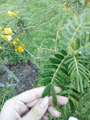 Senna multiglandulosa