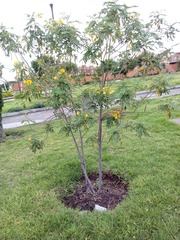 Senna multiglandulosa