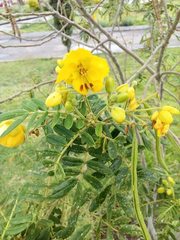 Senna multiglandulosa