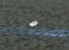 Calidris pygmaea