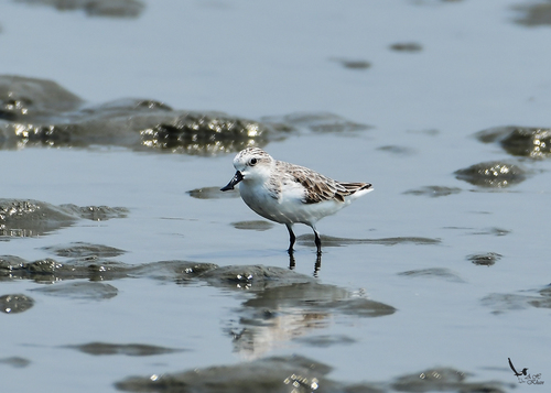 Spoon-billed Sandpiper