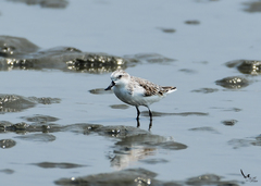 Calidris pygmaea