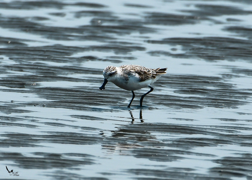 Spoon-billed Sandpiper