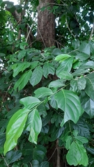 Casearia guianensis