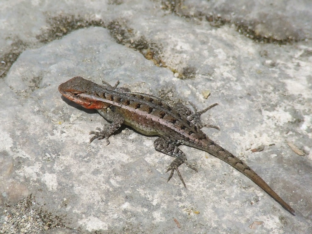 Teapen Rosebelly Lizard