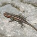 Teapen Rosebelly Lizard - Photo (c) Archiverde, some rights reserved (CC BY-NC), uploaded by Archiverde