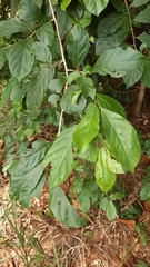 Casearia guianensis
