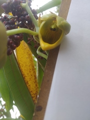 Catasetum ochraceum