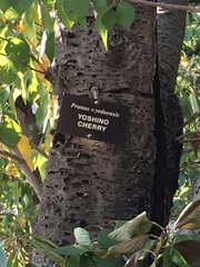 Prunus × yedoensis