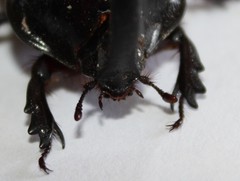 Dynastinae