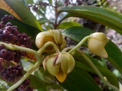 Catasetum ochraceum